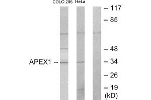 Western Blotting (WB) image for anti-Apurinic/Apyrimidinic Endonuclease 1 (APEX1) (Internal Region) antibody (ABIN1849280) (APEX1 antibody  (Internal Region))