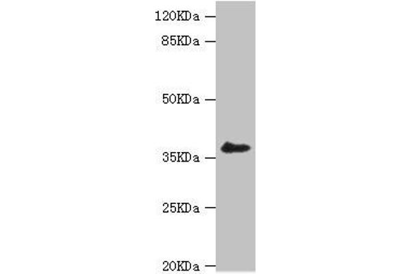 LIMS1 antibody  (AA 1-325)