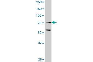 ZFHX1B monoclonal antibody (M03), clone 2D12. (ZEB2 antibody  (AA 1115-1214))