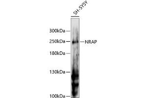 Western blot analysis of extracts of SH-SY5Y cells, using NRAP antibody (ABIN6132904, ABIN6144836, ABIN6144837 and ABIN6216574) at 1:3000 dilution. (NRAP antibody  (AA 1-300))