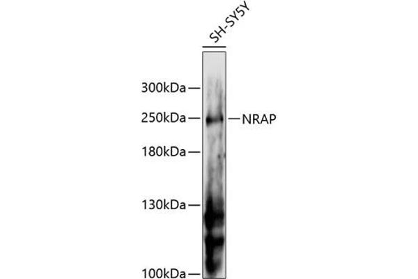 NRAP antibody  (AA 1-300)