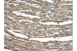 Image no. 1 for anti-Chromosome 21 Open Reading Frame 33 (C21orf33) (AA 71-120) antibody (ABIN320994)