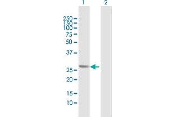 ORC6 antibody  (AA 1-252)