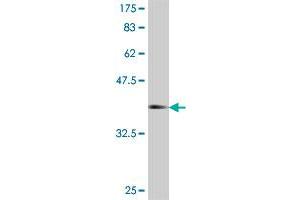 Western Blot detection against Immunogen (36. (FASTKD1 antibody  (AA 2-99))