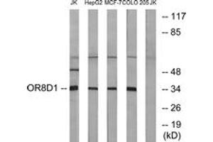 OR8D1 antibody  (AA 234-283)