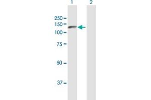 Western Blot analysis of ZHX1 expression in transfected 293T cell line by ZHX1 MaxPab polyclonal antibody. (ZHX1 antibody  (AA 1-873))