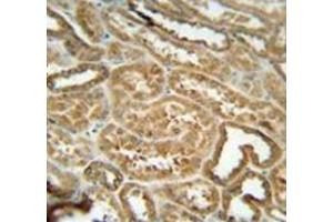 Immunohistochemistry analysis in human kidney tissue (Formalin-fixed, Paraffin-embedded) using EFHB  Antibody  (N-term), followed by peroxidase conjugation of the secondary antibody and DAB staining. (EFHB antibody  (N-Term))