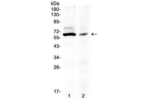 Western blot testing of human 1) 293T and 2) COLO320 lysate with AMH antibody at 0.