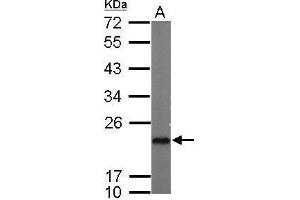 WB Image Sample (50 ug of whole cell lysate) A: mouse brain 12% SDS PAGE antibody diluted at 1:5000 (PTGES3 antibody)