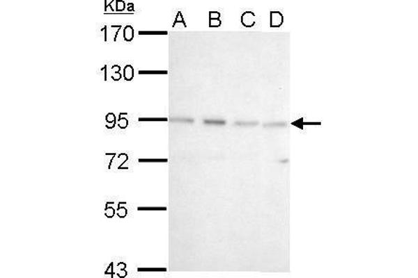 CDSE1 antibody  (Internal Region)