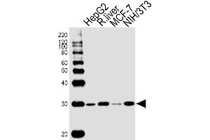 Lane 1: HepG2 Cell lysates, Lane 2: Rat Liver lysates, Lane 3: MCF-7 Cell lysates, Lane 4: NIH/3T3 Cell lysates, probed with PHB (1215CT487. (Prohibitin antibody)