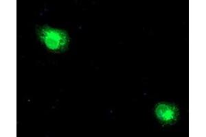 Anti-RPN1 mouse monoclonal antibody (ABIN2455100) immunofluorescent staining of COS7 cells transiently transfected by pCMV6-ENTRY RPN1 (RC201554). (RPN1 antibody)