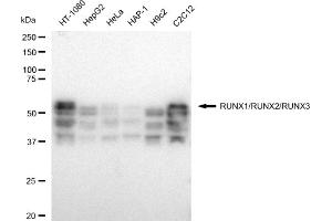 Western blotting analysis using RUNX1/RUNX2/RUNX3 antibody (ABIN7800264).