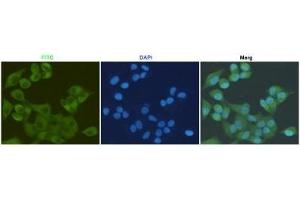 Immunocytochemistry staining of HeLa cells fixed with 4 % Paraformaldehyde and using anti-S100A10 mouse mAb (dilution 1:200). (S100A10 antibody)
