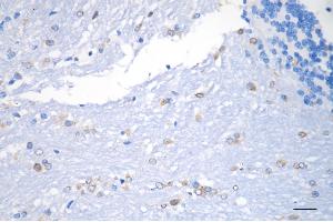 Immunohistochemistry was performed on paraffin-embedded mouse brain using prolyl 4-hydroxylase subunit beta antibody (ABIN7799920), 1:200). (Recombinant P4HB antibody)
