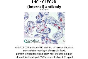 Image no. 1 for anti-C-Type Lectin Domain Family 2, Member D (CLEC2D) (Internal Region) antibody (ABIN1733154) (CLEC2D antibody  (Internal Region))