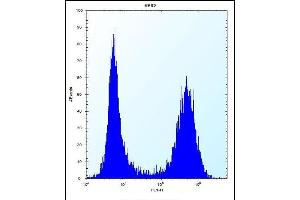 SC Antibody (N-term) 12299a flow cytometric analysis of K562 cells (right histogram) compared to a negative control cell (left histogram). (SREBF chaperone antibody  (N-Term))