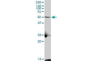 S1PR4 MaxPab polyclonal antibody. (S1PR4 antibody  (AA 1-384))