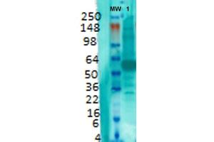 Western Blot analysis of Rat brain membrane lysate showing detection of VGLUT1 protein using Mouse Anti-VGLUT1 Monoclonal Antibody, Clone S28-9 . (SLC17A7 antibody  (AA 493-560) (Biotin))