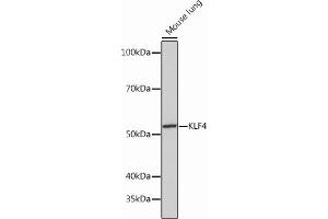 Western blot analysis of extracts of Mouse lung, using KLF4 Rabbit mAb (ABIN7268157) at 1:1000 dilution. (KLF4 antibody)