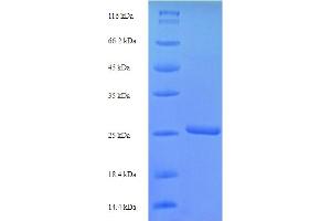 SCRG1 Protein (AA 21-98) (His-SUMO Tag)
