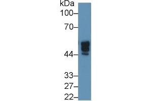 Rabbit Capture antibody from the kit in WB with Positive Control: Human 293T cell lysate. (NAGA ELISA Kit)