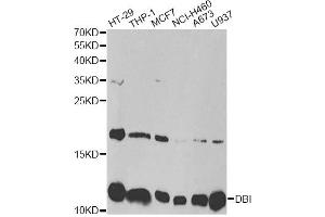 Western blot analysis of extracts of various cell lines, using DBI antibody. (Diazepam Binding Inhibitor antibody)