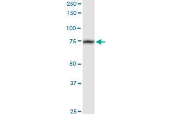 TRAP1 antibody  (AA 1-704)