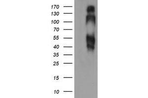 Image no. 2 for anti-B and T Lymphocyte Associated (BTLA) antibody (ABIN1496980) (BTLA antibody)