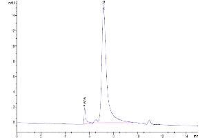 The purity of Human IL1R2 is greater than 95 % as determined by SEC-HPLC. (IL1R2 Protein (His tag))