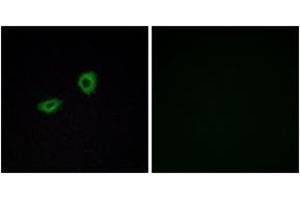 Immunofluorescence analysis of A549 cells, using CHRM5 Antibody. (CHRM5 antibody  (AA 281-330))