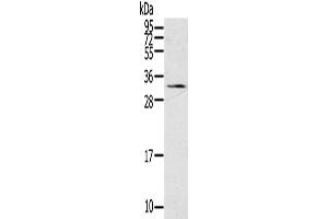 Western Blotting (WB) image for anti-Steroidogenic Acute Regulatory Protein (STAR) antibody (ABIN2430881) (STAR antibody)