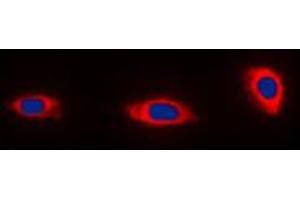 Immunofluorescent analysis of NDUFA4 staining in HeLa cells. (NDUFA4 antibody  (C-Term))
