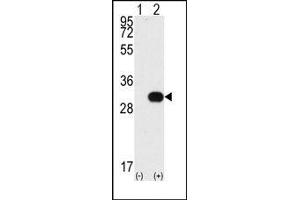 Image no. 1 for anti-NEK7 (NEK7) (N-Term) antibody (ABIN360542) (NEK7 antibody  (N-Term))