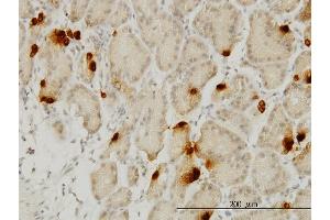 Immunoperoxidase of monoclonal antibody to GHRL on formalin-fixed paraffin-embedded human stomach. (Ghrelin antibody  (AA 1-117))