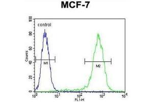 Flow cytometric analysis of MCF-7 cells using LYSMD4 Antibody (N-term) Cat. (LYSMD4 antibody  (N-Term))