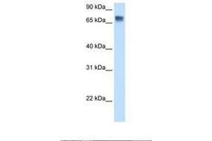 Image no. 1 for anti-Lipolysis Stimulated Lipoprotein Receptor (LSR) (C-Term) antibody (ABIN6737870) (LSR antibody  (C-Term))