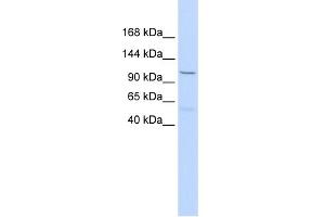 WB Suggested Anti-PCDH8 Antibody Titration:  0. (Protocadherin 8 antibody  (Middle Region))