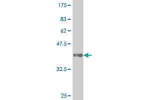 Western Blot detection against Immunogen (39. (SMAD3 antibody  (AA 147-270))