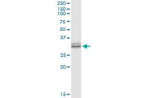 Immunoprecipitation of TRH transfected lysate using anti-TRH MaxPab rabbit polyclonal antibody and Protein A Magnetic Bead , and immunoblotted with TRH purified MaxPab mouse polyclonal antibody (B01P) . (TRH antibody  (AA 1-242))