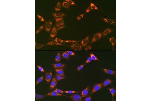 Immunofluorescence analysis of NIH-3T3 cells using Prohibitin 2 (Prohibitin 2 (PHB2)) Rabbit mAb (ABIN7269545) at dilution of 1:100 (40x lens). (Prohibitin 2 antibody)