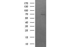 Image no. 1 for anti-beta-Transducin Repeat Containing (BTRC) (AA 52-354) antibody (ABIN1491576) (BTRC antibody  (AA 52-354))