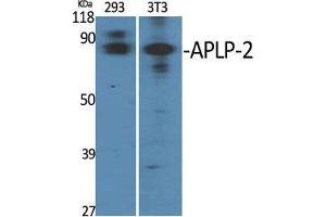 Western Blot (WB) analysis of specific cells using APLP-2 Polyclonal Antibody. (APLP2 antibody  (Internal Region))