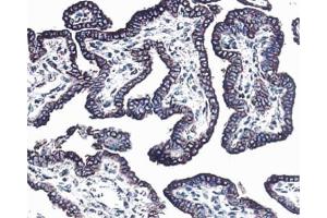 Formalin-fixed, paraffin-embedded tissue section of mouse thyroid stained with anti-c-erbB-3, clone RTJ. (ERBB3 antibody)