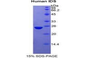 SDS-PAGE analysis of Human Iduronate-2-Sulfatase Protein. (IDS Protein)