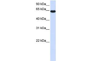 WB Suggested Anti-ZNF117 Antibody Titration:  0. (Zinc Finger Protein 117 antibody  (Middle Region))