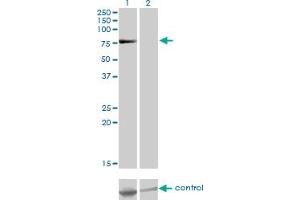 Western blot analysis of TSGA10 over-expressed 293 cell line, cotransfected with TSGA10 Validated Chimera RNAi (Lane 2) or non-transfected control (Lane 1). (TSGA10 antibody  (AA 599-698))