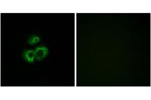 Immunofluorescence analysis of MCF7 cells, using OR52D1 Antibody. (OR52D1 antibody  (AA 269-318))