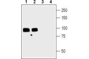 Western blot analysis of rat (lanes 1 and 3) and mouse (lanes 2 and 4) brain lysates: - 1,2. (Gephyrin antibody  (Intracellular))