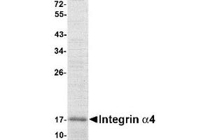 Western Blotting (WB) image for Integrin alpha 4 (ITGA4) (AA 131-275) protein (His tag) (ABIN2468725)